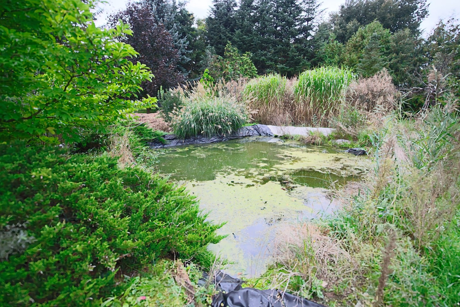 Gartenteich